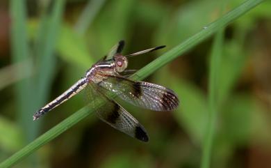 Neurothemis tullia tullia (Drury, 1773) 雙截蜻蜓