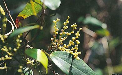 Dioscorea matsudae 裏白葉薯榔