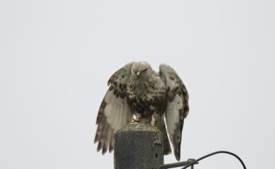 Buteo lagopus menzbieri Dementiev, 1951 毛足鵟(西伯利亞亞種)