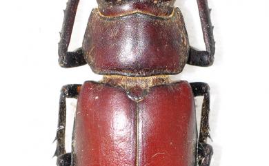 Lucanus kurosawai Sakaino, 1995 黑澤深山鍬形蟲