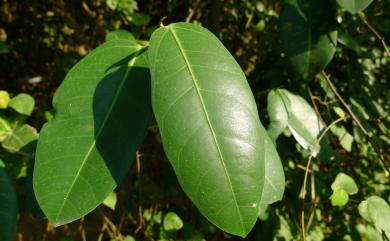 Ficus tinctoria G.Forst. 山豬枷