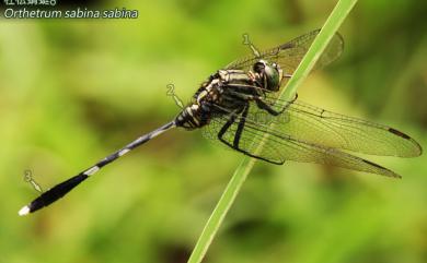 Orthetrum sabina sabina (Drury, 1770) 杜松蜻蜓