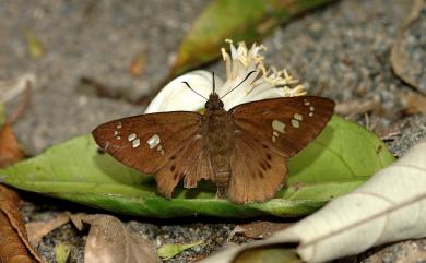 Seseria formosana Fruhstorfer, 1909 臺灣瑟弄蝶