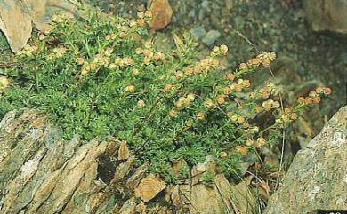 Artemisia niitakayamensis Hayata 玉山艾