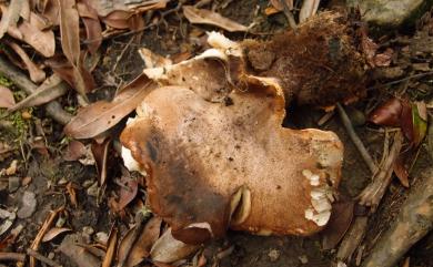 Tapinella atrotomentosa 黑毛樁菇