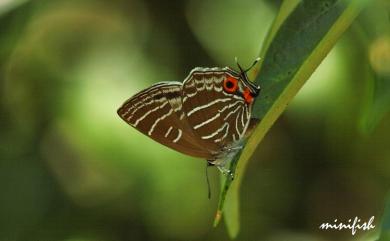 Wagimo insularis Shirozu, 1957 線灰蝶