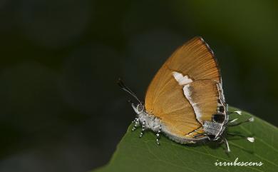 Horaga albimacula triumphalis Murayama & Shibatani, 1943 小鑽灰蝶