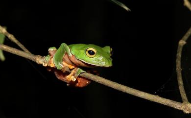 Zhangixalus aurantiventris (Lue, Lai, & Chen, 1994) 橙腹樹蛙