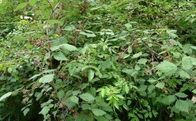 Rubus mesogaeus Focke 裏白懸鉤子