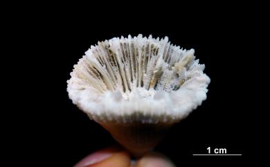 Balanophyllia imperialis Kent, 1871 強壯錐形珊瑚