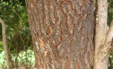 Breynia officinalis var. officinalis 紅仔珠