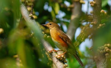 Turdus chrysolaus Temminck, 1831 赤腹鶇