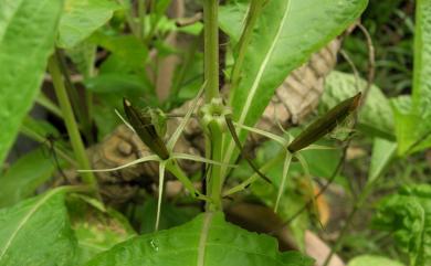 Ruellia tuberosa L. 塊根蘆利草