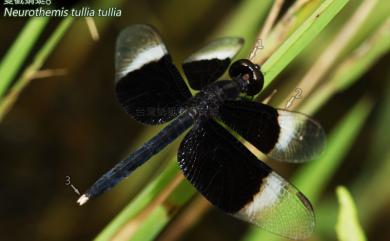 Neurothemis tullia tullia (Drury, 1773) 雙截蜻蜓