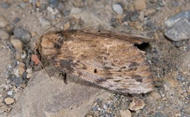 Norracoides basinotata Wileman, 1910 朴娜舟蛾