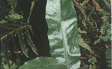 Leptochilus shintenensis 新店線蕨