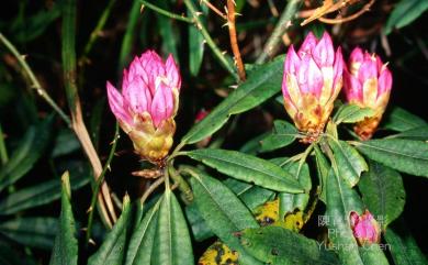 Rhododendron pseudochrysanthum 玉山杜鵑