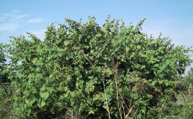 Abutilon grandifolium 大葉莔麻