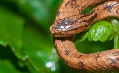 Pareatidae 鈍頭蛇科