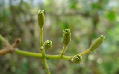 Pisonia aculeata L. 腺果藤