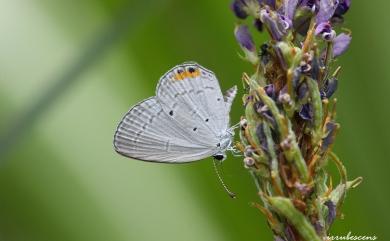 Everes lacturnus rileyi Godfrey, 1916 南方燕藍灰蝶