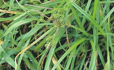 Carex breviculmis R.Br. 短莖宿柱薹