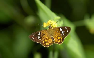 Celaenorrhinus major Hsu, 1990 臺灣流星弄蝶