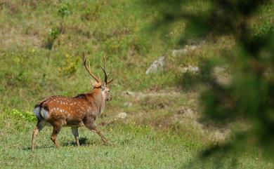 Cervus nippon taiouanus Blyth, 1860 臺灣梅花鹿