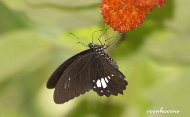 Papilio castor formosanus Rothschild, 1896 無尾白紋鳳蝶