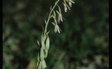 Eulophia graminea Lindl. 禾草芋蘭