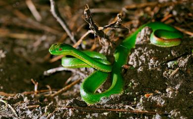 Trimeresurus stejnegeri Schmidt, 1925 赤尾青竹絲