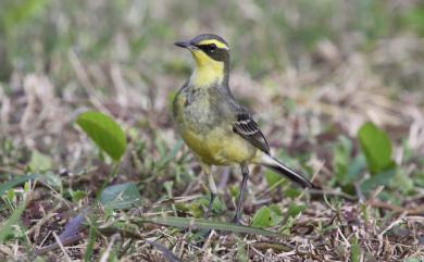 Motacilla tschutschensis taivana 東方黃鶺鴒