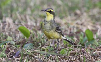 Motacilla tschutschensis taivana (Swinhoe, 1861) 東方黃鶺鴒(黃眉亞種)