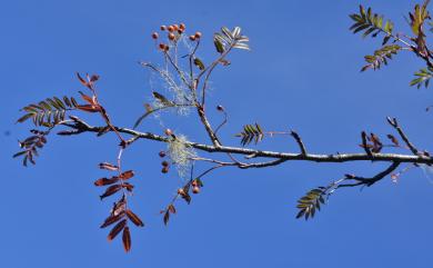 Sorbus randaiensis (Hayata) Koidz. 巒大花楸