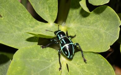 Pachyrhynchus nobilis yamianus Kano, 1929 斷紋球背象鼻蟲