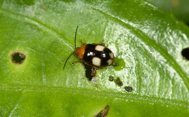 Hemipyxis quadripustulata (Baly, 1876) 四紋溝腳葉蚤