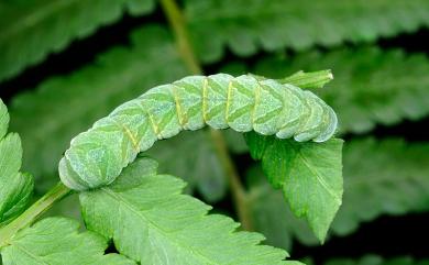 Callopistria placodoides (Guenee, 1852) 紅棕散紋夜蛾