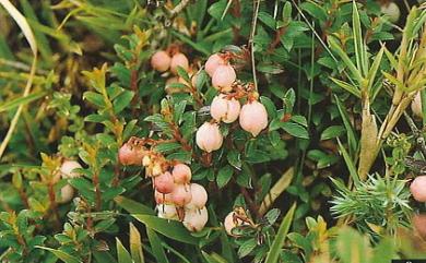 Gaultheria itoana 高山白珠樹