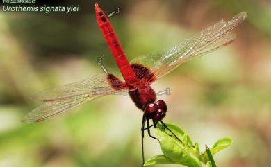 Urothemis signata yiei Asahina, 1972 褐基蜻蜓臺灣亞種