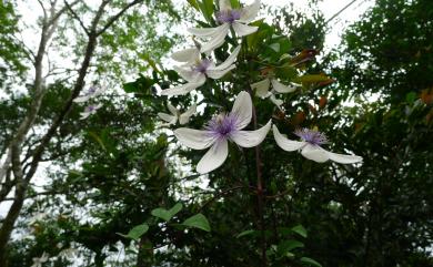 Clematis akoensis Hayata 屏東鐵線蓮