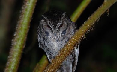 Otus lettia glabripes (Swinhoe, 1870) 領角鴞(台灣亞種)