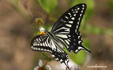 Papilio xuthus Linnaeus, 1767 柑橘鳳蝶