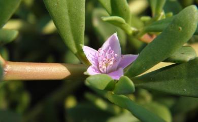 Sesuvium portulacastrum (L.) L. 海馬齒