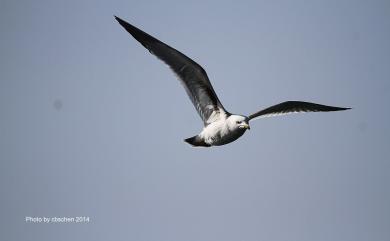 Larus crassirostris Vieillot, 1818 黑尾鷗