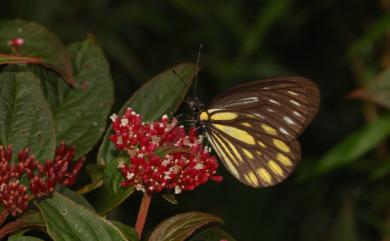 Aporia agathon moltrechti (Oberthür, 1909) 流星絹粉蝶