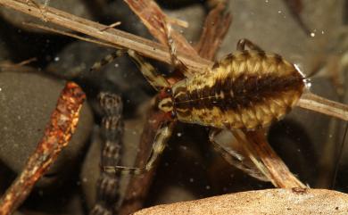 Lethocerus indicus (Lepeletier & Serville, 1825) 印度大田鱉