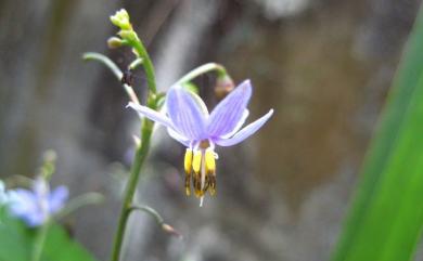 Dianella ensifolia (L.) DC. 桔梗蘭