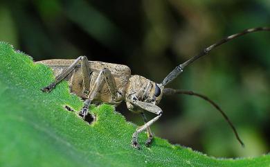 Peblephaeus decoloratus decoloratus 麗紋粗天牛