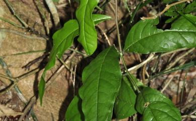 Capparis acutifolia 銳葉山柑