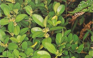 Buxus liukiuensis 琉球黃楊